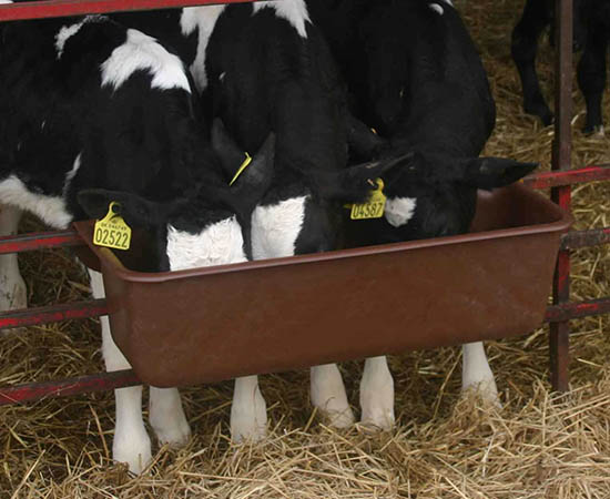 Hook over trough used by calves